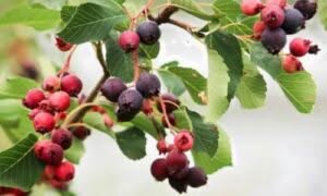 In molte comunità indigene del Nord America, l'Amelanchier ha un significato culturale profondo e viene utilizzato tradizionalmente non solo per il cibo ma anche per scopi medicinali e spirituali