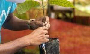 Innesti alberi da frutto compatibili