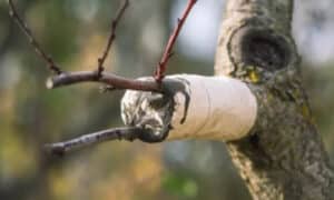 Innesti piante compatibili
