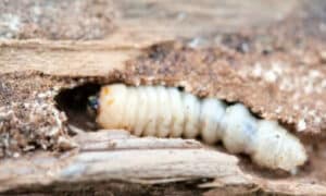 Insetti xilofagi, come i tarli dei mobili, sono organismi che si nutrono del legno