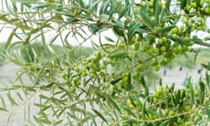L'Albero di Olivo Tesoro Mediterraneo dai Molteplici Benefici