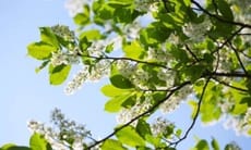 L'Albero di Pado ha una storia che si perde nella notte dei tempi