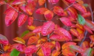L'Amelanchier è generalmente facile da coltivare e richiede poche cure una volta stabilito