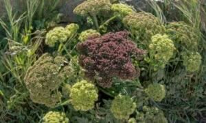L’Angelica è una pianta imponente che può raggiungere un'altezza di due metri