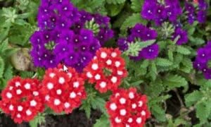 La Conservazione dei Fiori di Verbena e la Sostenibilità Ambientale