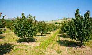 La fitta chioma dell'albero di nocciolo offre un ottimo rifugio per una varietà di specie animali