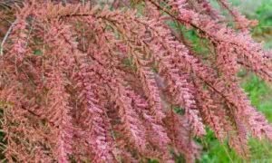 La maggior parte delle piante soffrirebbe a causa dell'accumulo di sali nelle radici, ma l'albero di tamerice ha sviluppato adattamenti che gli permettono di espellere il sale in eccesso