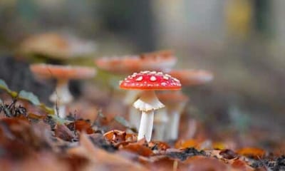La maggior parte delle tossine presenti nei funghi velenosi non viene assorbita attraverso la pelle intatta