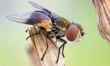 La mosca cavallina è più grande della mosca domestica