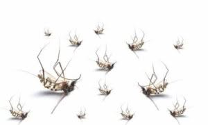 La prevenzione è fondamentale per proteggersi dalle punture di pappataci e dalla potenziale infestazione.