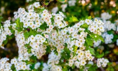 La raccolta eccessiva del biancospino per scopi commerciali o personali può esaurire le popolazioni locali e mettere a rischio la biodiversità