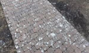 La rimozione del guano dei piccioni richiede attenzione e precauzioni specifiche per evitare la diffusione di spore e altri patogeni