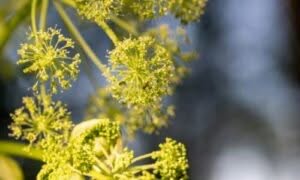 La semina avviene generalmente in autunno o in primavera