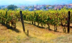 La sostenibilità ambientale è diventata sempre più importante nell'industria vinicola
