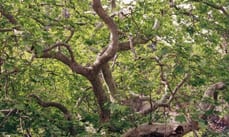 La specie ha dimostrato una straordinaria capacità di adattamento e di rigenerazione dopo eventi traumatici come uragani o incendi