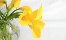 La sua caratteristica più distintiva è il suo fiore a forma di tromba, che può variare dal bianco puro al giallo, rosa, arancione e persino viola intenso