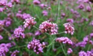 La verbena appartiene alla famiglia delle Verbenaceae