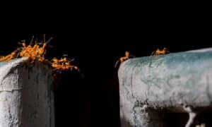 L'aceto bianco è un ottimo repellente per le formiche