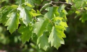 L'albero di Ciavardello può raggiungere altezze impressionanti