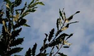 L'albero di Farnetto può essere trovato in molte regioni italiane, ma è più comune nelle regioni del centro-sud e dell'Italia settentrionale