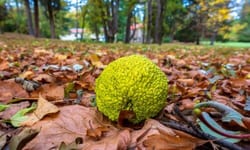 L'albero di Maclura è circondato da varie curiosità e leggende