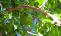 L'albero di Maclura, noto anche come Osage orange o hedge apple, è una pianta affascinante e antica che ha affascinato l'umanità per millenni