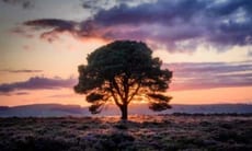 L'albero di Moro, Una specie straordinaria nel regno vegetale