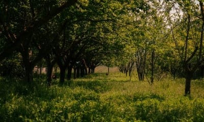 L'albero di Moro è una specie di albero che si distingue per la sua bellezza e la sua importanza ecologica