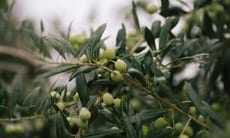 L'albero di olivo un'icona mediterranea per la salute e il benessere