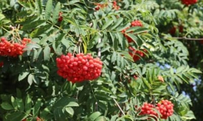 Le bacche mature del biancospino possono essere raccolte in autunno e utilizzate per preparare infusi o tinture