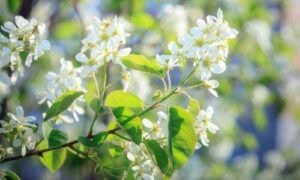 Le foglie sono di un verde brillante e assumono colorazioni vivaci in autunno
