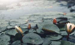 Le ninfee si trovano principalmente in stagni, laghi, fiumi e altre aree d'acqua tranquilla