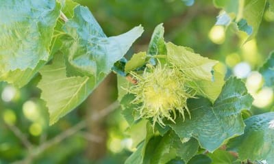 Le nocciole sono una coltura a basso impatto ambientale e possono essere una fonte affidabile di reddito per gli agricoltori