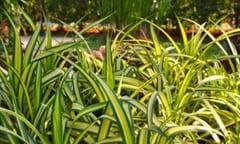 Le piante di carice sono caratterizzate da fusti sottili e foglie lunghe e strette