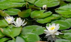 Le piante di ninfea hanno radici lunghe e sottili che si estendono nel fondale fangoso