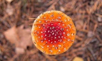 Negli ultimi anni, la ricerca scientifica sull'Amanita muscaria si è concentrata sugli usi medicinali e sui composti chimici contenuti nel fungo
