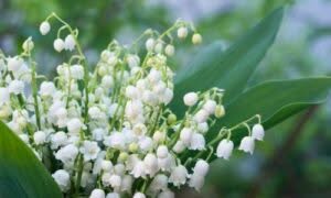 Nonostante il suo aspetto delicato e la sua dolce fragranza, il mughetto è una pianta velenosa