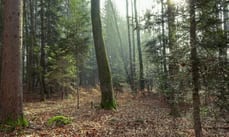 Oltre al suo impatto sul microclima, l'albero di Moro svolge anche un ruolo cruciale come habitat per la biodiversità