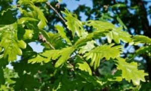 Per garantire che questa specie possa continuare a esistere per le generazioni future, è essenziale prendere in considerazione alcune misure chiave