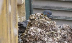 Prima di rimuoverlo, il guano dovrebbe essere bagnato con una soluzione disinfettante per ridurre la polverosità e uccidere eventuali microrganismi presenti