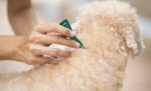Pulci cane su uomo