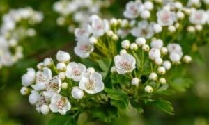 Questa pianta è diffusa in molte parti del mondo, e le sue proprietà terapeutiche sono ampiamente riconosciute