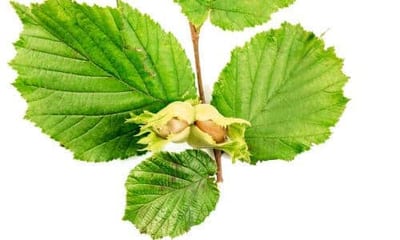 Quest'albero può raggiungere un'altezza di 3-8 metri ed è facilmente riconoscibile per le sue foglie ovali dentate