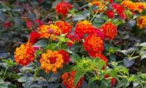 Queste delicate e profumate gemme botaniche sono ampiamente conosciute per la loro varietà di colori e le molteplici interpretazioni simboliche