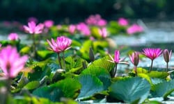 Queste piante acquatiche sono conosciute per i loro fiori splendenti e le foglie galleggianti