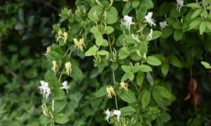Queste piante versatili e decorative sono ampiamente utilizzate in giardini, parchi e anche in medicina tradizionale