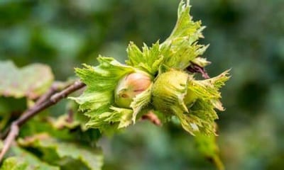 Questi fiori compaiono all'inizio della primavera prima dell'emissione delle foglie e sono impollinati dal vento