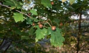 Questi frutti, simili a piccole bacche, variano dal rosso al viola scuro e sono apprezzati dalla fauna selvatica