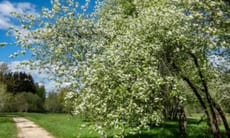 Questo albero imponente è diventato un'icona della forza, della longevità e della bellezza della natura