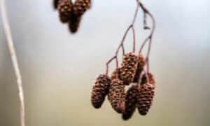 Questo albero può raggiungere altezze notevoli, fino a 25 metri